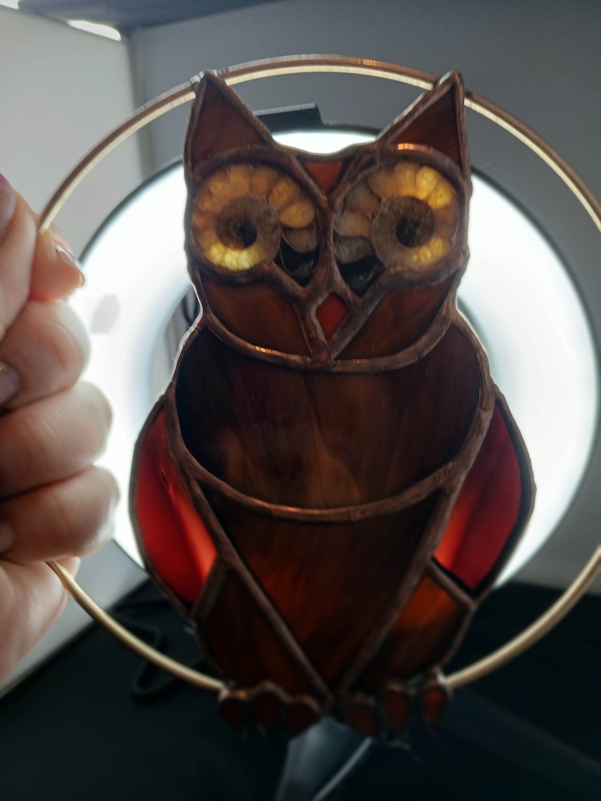 Ammonite Owl